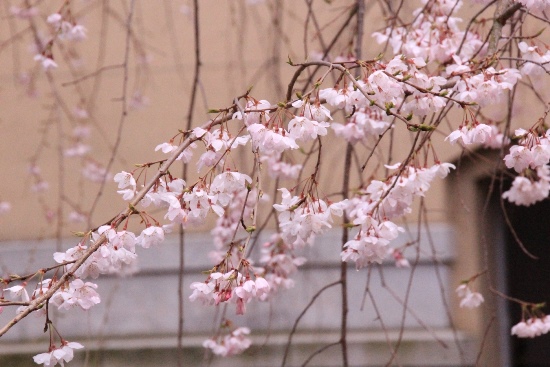 6374-15.3.29斜めに　祇園枝垂れ桜.jpg